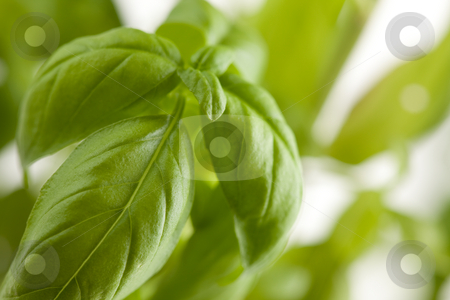 To use this stock image in your creative project, please select the size you need over to the right and click the "Add to Cart" button.
Your downloaded image will come with the Cutcaster watermark removed so don’t worry about the watermark you see on this page. Fresh Basil Plant Leaves Abstract stock photo, Fresh Basil Plant Leaves Abstract Growing on the Vine. by Andy Dean