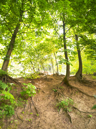 To use this stock image in your creative project, please select the size you need over to the right and click the "Add to Cart" button.
Your downloaded image will come with the Cutcaster watermark removed so don’t worry about the watermark you see on this page. Wooded Hillside stock photo, Wooded hillside backlit by the sun. Vertically framed shot. by Mog Ddl