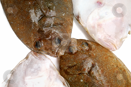 To use this stock image in your creative project, please select the size you need over to the right and click the "Add to Cart" button.
Your downloaded image will come with the Cutcaster watermark removed so don’t worry about the watermark you see on this page. Flounder fishes stock photo, Four head of fresh flounder fishes from two sides on white background by Nataliya Taratunina