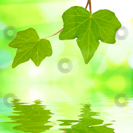 To use this stock image in your creative project, please select the size you need over to the right and click the "Add to Cart" button.
Your downloaded image will come with the Cutcaster watermark removed so don’t worry about the watermark you see on this page. Beautiful green leaves with green background in spring stock photo, Beautiful green leaves with green background and reflection in spring by Julian Weber