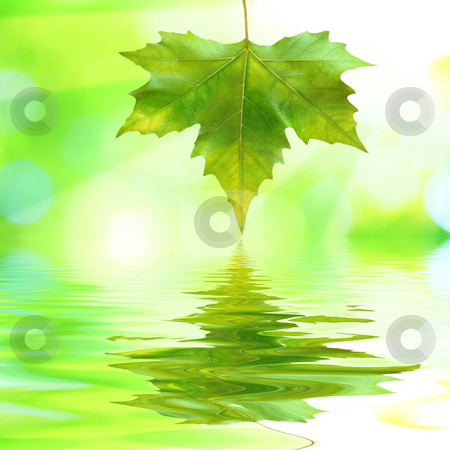 To use this stock image in your creative project, please select the size you need over to the right and click the "Add to Cart" button.
Your downloaded image will come with the Cutcaster watermark removed so don’t worry about the watermark you see on this page. Beautiful green leaves with green background in spring stock photo, Beautiful green leaves with green background and reflection in spring by Julian Weber