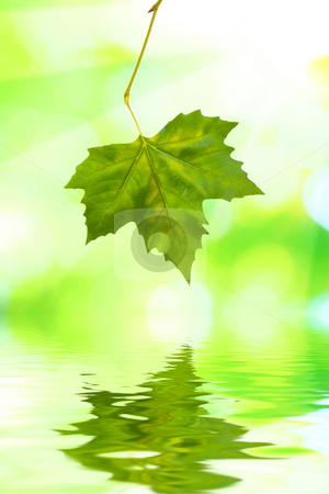 To use this stock image in your creative project, please select the size you need over to the right and click the "Add to Cart" button.
Your downloaded image will come with the Cutcaster watermark removed so don’t worry about the watermark you see on this page. Beautiful green leaves with green background in spring stock photo, Beautiful green leaves with green background and reflection in spring by Julian Weber