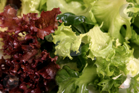 To use this stock image in your creative project, please select the size you need over to the right and click the "Add to Cart" button.
Your downloaded image will come with the Cutcaster watermark removed so don’t worry about the watermark you see on this page. Lettuce close up stock photo, Mixed lettuce leaves closeup by Leah-Anne Thompson