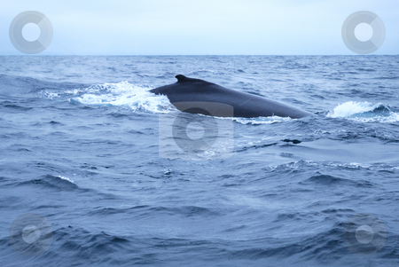To use this stock image in your creative project, please select the size you need over to the right and click the "Add to Cart" button.
Your downloaded image will come with the Cutcaster watermark removed so don’t worry about the watermark you see on this page. Humpbacked Whale stock photo, The knobbly dorsal fin of a Humpbacked Whale, by Nataliya Taratunina