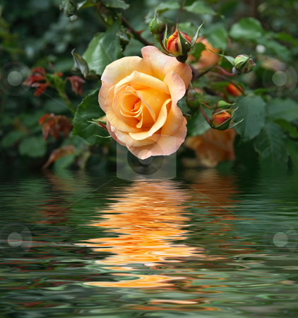 To use this stock image in your creative project, please select the size you need over to the right and click the "Add to Cart" button.
Your downloaded image will come with the Cutcaster watermark removed so don’t worry about the watermark you see on this page. Yellow rose stock photo, Yellow rose between buds and foliage is reflected on water by ANTONIO SCARPI