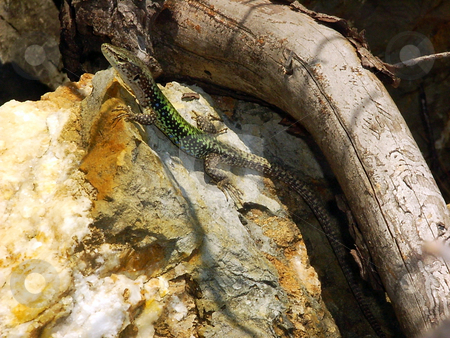 To use this stock image in your creative project, please select the size you need over to the right and click the "Add to Cart" button.
Your downloaded image will come with the Cutcaster watermark removed so don’t worry about the watermark you see on this page. The stone lizard stock photo, The stone lizard is heated in beams of the sun by Vadim Tsyba