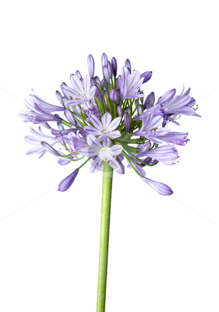 To use this stock image in your creative project, please select the size you need over to the right and click the "Add to Cart" button.
Your downloaded image will come with the Cutcaster watermark removed so don’t worry about the watermark you see on this page. Agapanthus blue on white background stock photo, Agapanthus blooms with umbrella like flower clusters of funnel shaped flowers on tall leafless stalks. Space for copy. by Leah-Anne Thompson
