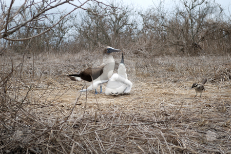To use this stock image in your creative project, please select the size you need over to the right and click the "Add to Cart" button.
Your downloaded image will come with the Cutcaster watermark removed so don’t worry about the watermark you see on this page. Blue footed booby (Sula neboux) stock photo, Blue footed booby with offspring on Isla de la Plata, Ecuador (Sula neboux) by Nataliya Taratunina