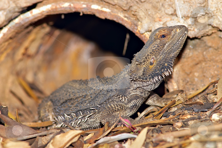 To use this stock image in your creative project, please select the size you need over to the right and click the "Add to Cart" button.
Your downloaded image will come with the Cutcaster watermark removed so don’t worry about the watermark you see on this page. Central bearded dragon stock photo, A central bearded dragon coming out of its den by Phil Morley