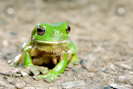 To use this stock image in your creative project, please select the size you need over to the right and click the "Add to Cart" button.
Your downloaded image will come with the Cutcaster watermark removed so don’t worry about the watermark you see on this page. Green tree frog stock photo, Litoria caerula - green tree frog on ground by Phil Morley