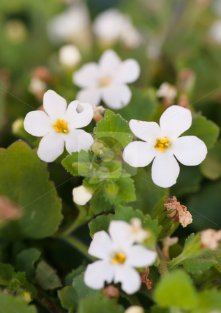 To use this stock image in your creative project, please select the size you need over to the right and click the "Add to Cart" button.
Your downloaded image will come with the Cutcaster watermark removed so don’t worry about the watermark you see on this page. Little white flowers stock photo, Tiny little white flowers make a great spring backdrop by Phil Morley