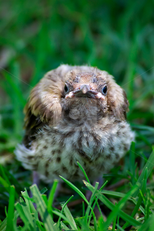 To use this stock image in your creative project, please select the size you need over to the right and click the "Add to Cart" button.
Your downloaded image will come with the Cutcaster watermark removed so don’t worry about the watermark you see on this page. Bird fallen from nest stock photo, A little baby miner bird that has fallen from the nest and is sitting staring at the camera by Phil Morley