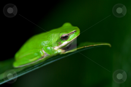 To use this stock image in your creative project, please select the size you need over to the right and click the "Add to Cart" button.
Your downloaded image will come with the Cutcaster watermark removed so don’t worry about the watermark you see on this page. Little fallax frog stock photo, A small dwarf green tree frog sits on a leaf by Phil Morley