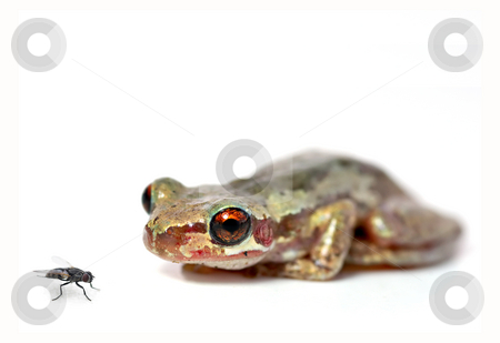 To use this stock image in your creative project, please select the size you need over to the right and click the "Add to Cart" button.
Your downloaded image will come with the Cutcaster watermark removed so don’t worry about the watermark you see on this page. Crouching frog and fly stock photo, A red eyed bleating tree frog (litoria dentata) crouchs and looks at a fly on a white background by Phil Morley