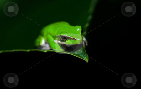 To use this stock image in your creative project, please select the size you need over to the right and click the "Add to Cart" button.
Your downloaded image will come with the Cutcaster watermark removed so don’t worry about the watermark you see on this page. Green tree frog stock photo, Great image of a dwarf green tree frog litoria fallax on a leaf by Phil Morley
