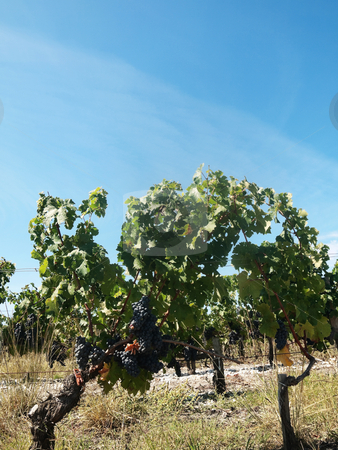 To use this stock image in your creative project, please select the size you need over to the right and click the "Add to Cart" button.
Your downloaded image will come with the Cutcaster watermark removed so don’t worry about the watermark you see on this page. Vineyard stock photo, French vineyard around Saint Emilion by Laurent Dambies