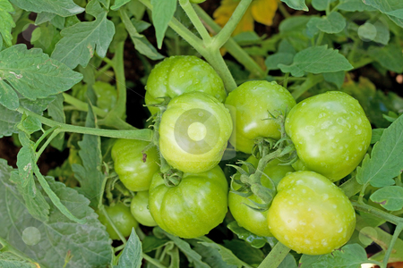 To use this stock image in your creative project, please select the size you need over to the right and click the "Add to Cart" button.
Your downloaded image will come with the Cutcaster watermark removed so don’t worry about the watermark you see on this page. Green tomatoes closeup stock photo, Close up image of green tomato plants. by Gowtum Bachoo