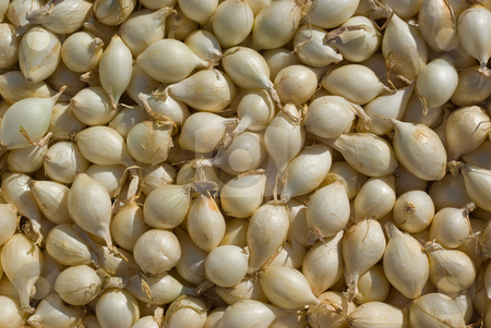 To use this stock image in your creative project, please select the size you need over to the right and click the "Add to Cart" button.
Your downloaded image will come with the Cutcaster watermark removed so don’t worry about the watermark you see on this page. Zwiebel (Allium cepa), Onion stock photo, Die Zwiebel (Allium cepa), auch Zwiebellauch, Bolle, K?chenzwiebel, Gartenzwiebel, Sommerzwiebel, Hauszwiebel oder Gemeine Zwiebel genannt, ist eine zweij?hrige Kulturpflanze aus der Gattung Lauch (Allium). - Onion is a term used for many plants in the genus Allium. by Wolfgang Heidasch