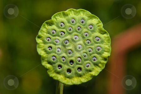 To use this stock image in your creative project, please select the size you need over to the right and click the "Add to Cart" button.
Your downloaded image will come with the Cutcaster watermark removed so don’t worry about the watermark you see on this page. Lotus, Lotos, Nelumbo, Nelumbonaceae stock photo, Die Lotosblumen (Nelumbo), auch Lotus genannt, sind die einzige Pflanzengattung der Familie der Lotosgew?chse (Nelumbonaceae). - Nelumbo is a genus of aquatic plants with large, showy, water lily-like flowers commonly known as lotus or sacred lotus by Wolfgang Heidasch