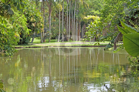 To use this stock image in your creative project, please select the size you need over to the right and click the "Add to Cart" button.
Your downloaded image will come with the Cutcaster watermark removed so don’t worry about the watermark you see on this page. Pamplemousses botanical lake pool stock photo, Pools and ponds in the botanical garden of Pemplemousse on the tropical island of Mauritius. by Gowtum Bachoo