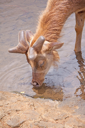To use this stock image in your creative project, please select the size you need over to the right and click the "Add to Cart" button.
Your downloaded image will come with the Cutcaster watermark removed so don’t worry about the watermark you see on this page. Mauritian stags stock photo, Mauritian tamed stag drinking water by Gowtum Bachoo