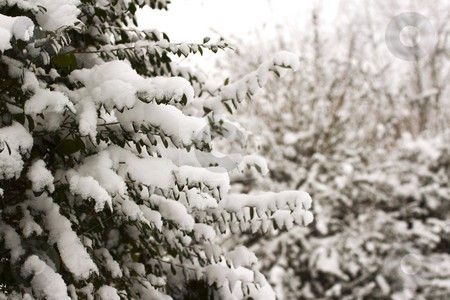 To use this stock image in your creative project, please select the size you need over to the right and click the "Add to Cart" button.
Your downloaded image will come with the Cutcaster watermark removed so don’t worry about the watermark you see on this page. Snow on branches stock photo, Snowy white branches, with brown leafs by Fabio Alcini