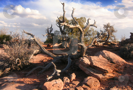 To use this stock image in your creative project, please select the size you need over to the right and click the "Add to Cart" button.
Your downloaded image will come with the Cutcaster watermark removed so don’t worry about the watermark you see on this page. Canyonlands National Park stock photo, View of the red rock formations in Canyonlands National Park with blue sky by Mark Smith
