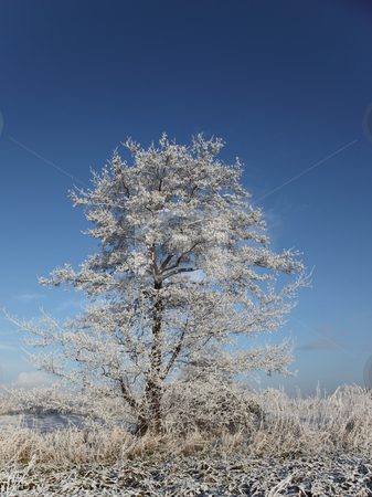 To use this stock image in your creative project, please select the size you need over to the right and click the "Add to Cart" button.
Your downloaded image will come with the Cutcaster watermark removed so don’t worry about the watermark you see on this page. Frosted tree stock photo, A frozen tree on a cold winters day under a blue sky by Mike Smith