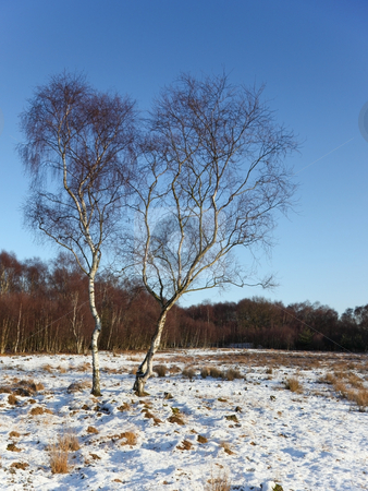 To use this stock image in your creative project, please select the size you need over to the right and click the "Add to Cart" button.
Your downloaded image will come with the Cutcaster watermark removed so don’t worry about the watermark you see on this page. Winter birch trees stock photo, Two silver birch trees in the snow aganst a backdrop of woods and a clear blue sky by Mike Smith