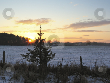 To use this stock image in your creative project, please select the size you need over to the right and click the "Add to Cart" button.
Your downloaded image will come with the Cutcaster watermark removed so don’t worry about the watermark you see on this page. Winter sunset stock photo, A small holly tree silhouetted against the sun as it drops behind fields and woods by Mike Smith