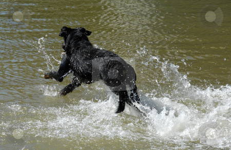 To use this stock image in your creative project, please select the size you need over to the right and click the "Add to Cart" button.
Your downloaded image will come with the Cutcaster watermark removed so don’t worry about the watermark you see on this page. Swimming french shepherd stock photo, Swimming purebred french shepherd