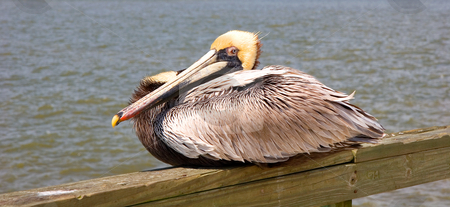 To use this stock image in your creative project, please select the size you need over to the right and click the "Add to Cart" button.
Your downloaded image will come with the Cutcaster watermark removed so don’t worry about the watermark you see on this page. Yellow Head Pelican on Pier stock photo, A pelican with yellow feathers on the head sitting on a pier by Darryl Brooks