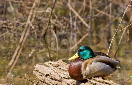 To use this stock image in your creative project, please select the size you need over to the right and click the "Add to Cart" button.
Your downloaded image will come with the Cutcaster watermark removed so don’t worry about the watermark you see on this page. Male Mallard Resting on Log stock photo, A male mallard duck resting on a log in a wetland marsh by Darryl Brooks