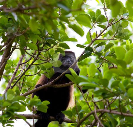 To use this stock image in your creative project, please select the size you need over to the right and click the "Add to Cart" button.
Your downloaded image will come with the Cutcaster watermark removed so don’t worry about the watermark you see on this page. Howler Monkey Eating in Trees stock photo, A howler monkey eating fresh leaves in a tree by Darryl Brooks