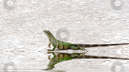 To use this stock image in your creative project, please select the size you need over to the right and click the "Add to Cart" button.
Your downloaded image will come with the Cutcaster watermark removed so don’t worry about the watermark you see on this page. Iguana on Edge of Pool stock photo, A green iguana crawling along the edge of a pool by Darryl Brooks