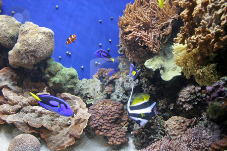 To use this stock image in your creative project, please select the size you need over to the right and click the "Add to Cart" button.
Your downloaded image will come with the Cutcaster watermark removed so don’t worry about the watermark you see on this page. Monterey Aquarium 9 stock photo, Fish in aquarium by Darryl Brooks