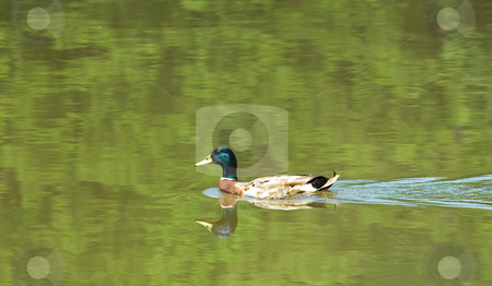 To use this stock image in your creative project, please select the size you need over to the right and click the "Add to Cart" button.
Your downloaded image will come with the Cutcaster watermark removed so don’t worry about the watermark you see on this page. Mallard on Green Water stock photo, A male mallard swimming across a dark green lake by Darryl Brooks
