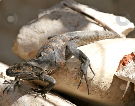 To use this stock image in your creative project, please select the size you need over to the right and click the "Add to Cart" button.
Your downloaded image will come with the Cutcaster watermark removed so don’t worry about the watermark you see on this page. Black Iguana stock photo, Closeup of A black iguana sunning on some rocks by Darryl Brooks