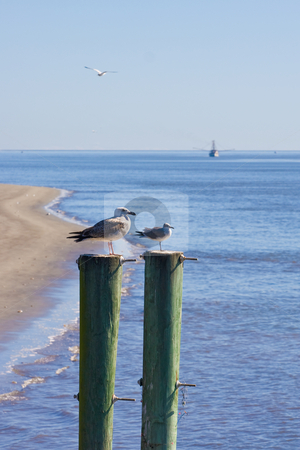 To use this stock image in your creative project, please select the size you need over to the right and click the "Add to Cart" button.
Your downloaded image will come with the Cutcaster watermark removed so don’t worry about the watermark you see on this page. Gulls and Shrmpboat stock photo, Seagulls on two posts with a shrimp boat in the background by Darryl Brooks