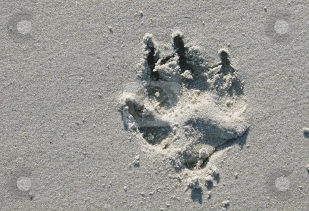 To use this stock image in your creative project, please select the size you need over to the right and click the "Add to Cart" button.
Your downloaded image will come with the Cutcaster watermark removed so don’t worry about the watermark you see on this page. Dog Print stock photo, Imprint of large dog print in beach sand by Darryl Brooks