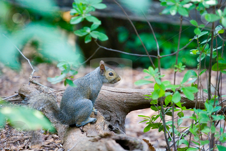 To use this stock image in your creative project, please select the size you need over to the right and click the "Add to Cart" button.
Your downloaded image will come with the Cutcaster watermark removed so don’t worry about the watermark you see on this page. Grey Squirrel on Log stock photo, A grey squirrel resting on a log in the woods by Darryl Brooks