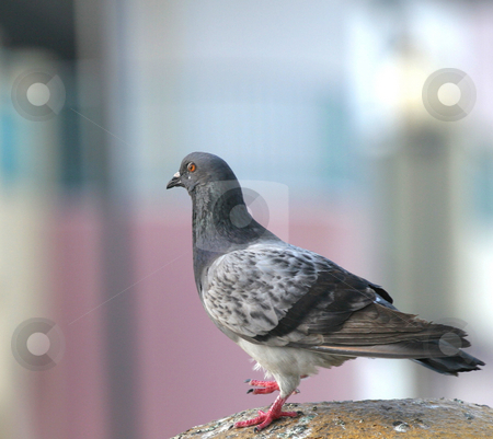 To use this stock image in your creative project, please select the size you need over to the right and click the "Add to Cart" button.
Your downloaded image will come with the Cutcaster watermark removed so don’t worry about the watermark you see on this page. Pigeon Looking stock photo, Close up of a pigeon on a bright yellow post by Darryl Brooks