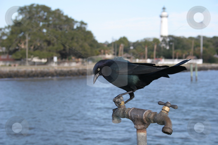 To use this stock image in your creative project, please select the size you need over to the right and click the "Add to Cart" button.
Your downloaded image will come with the Cutcaster watermark removed so don’t worry about the watermark you see on this page. Blackbird on a spigot stock photo, A blackbird resting on a water spigot at seaside waiting on water by Darryl Brooks