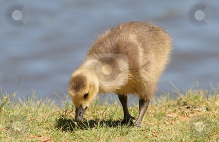 To use this stock image in your creative project, please select the size you need over to the right and click the "Add to Cart" button.
Your downloaded image will come with the Cutcaster watermark removed so don’t worry about the watermark you see on this page. Baby Duckling stock photo, A baby duck eating on the edge of a lake by Darryl Brooks