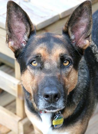 To use this stock image in your creative project, please select the size you need over to the right and click the "Add to Cart" button.
Your downloaded image will come with the Cutcaster watermark removed so don’t worry about the watermark you see on this page. German Shepherd Close stock photo, A german shepherd looking directly into the camera on a wooden deck by Darryl Brooks