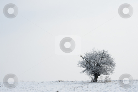 To use this stock image in your creative project, please select the size you need over to the right and click the "Add to Cart" button.
Your downloaded image will come with the Cutcaster watermark removed so don’t worry about the watermark you see on this page. Tree on winter horizon stock photo, Tree covered with snow on horizon in winter meadows by Juraj Kovacik