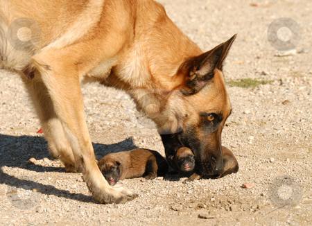 how does a carry puppies how do dogs carry their puppies pets pets world how does a carry puppies how do dogs carry their puppies pets pets world
