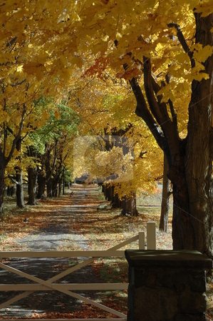 To use this stock image in your creative project, please select the size you need over to the right and click the "Add to Cart" button.
Your downloaded image will come with the Cutcaster watermark removed so don’t worry about the watermark you see on this page. Autumn Scenes stock photo, Autumn, foliage by Richard Sheehan
