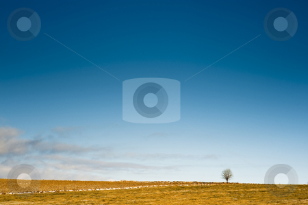 To use this stock image in your creative project, please select the size you need over to the right and click the "Add to Cart" button.
Your downloaded image will come with the Cutcaster watermark removed so don’t worry about the watermark you see on this page. Horizon with a tree stock photo, Simple horizon with a tree and blue sky by Juraj Kovacik