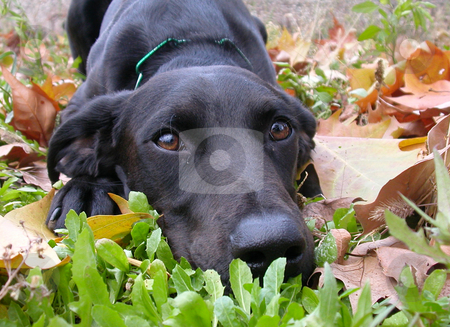 To use this stock image in your creative project, please select the size you need over to the right and click the "Add to Cart" button.
Your downloaded image will come with the Cutcaster watermark removed so don’t worry about the watermark you see on this page. Labrador retriever stock photo, Portrait of a purebred labrador retriver by Bonzami Emmanuelle
